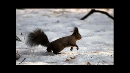 animals video