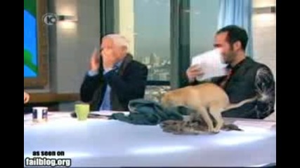 Сладко кученце ... Fail !