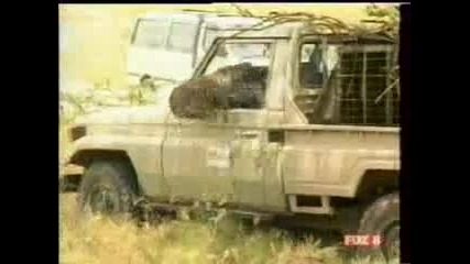 Qdosan Leopard