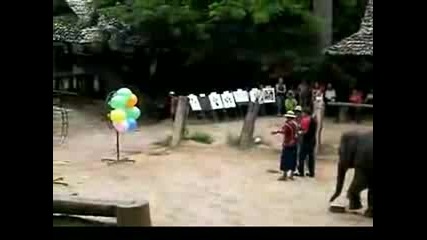 Невероятно - Слон Играе На Darts