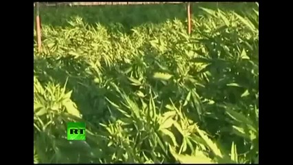 Biggest ever_ Video of giant marijuana plantation in Mexico- Youtube