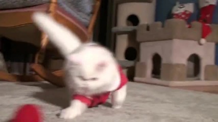 Коте - Дядо Коледа 