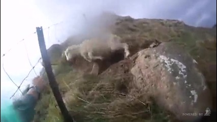 Спасяване на агънце заклещено в оградна мрежа