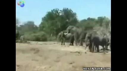 18+ Най - големият (слонски) пенис в действие 