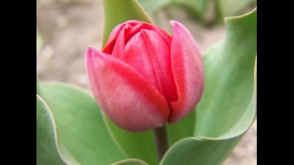 Лалета / Tulips