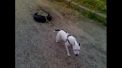 hard pit bull training