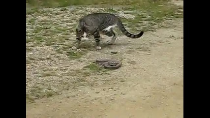 Котка захапва змия 