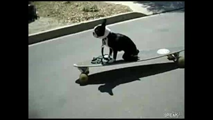 Малко куче се пребива с скейтборд 