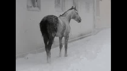 02.I.2008 - Голд Мен в снега