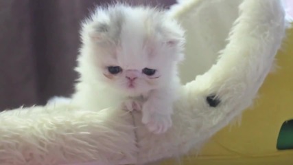 Много сладко котенце ; )