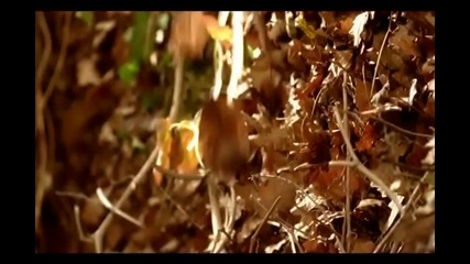 Andreea Banica - Le Ri Ra
