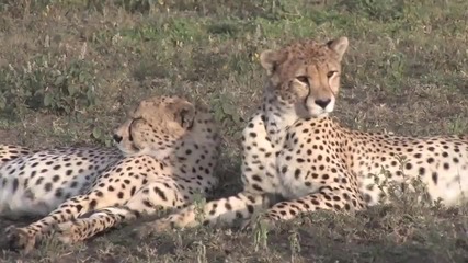 Totally Epic East African Safari With Cheeseman #39;s Ecolog 