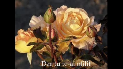 Fir de trandafir secret Garden - You raise me up