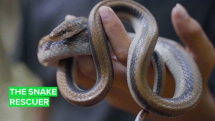 Nepal's snakes are in good hands with this serpent rescuer