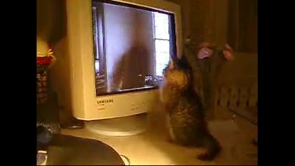 коте си играе с монитора