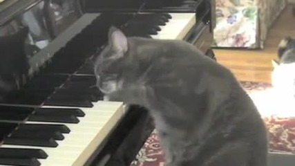 Котка пианист 