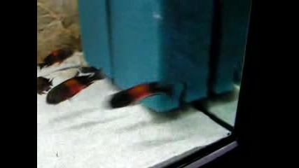 Bemba Spawn