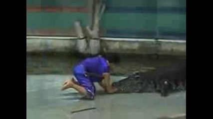 Крокодил Захапва Ръката На Дресьора Си