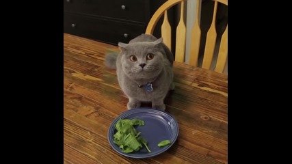 Котката изяде закуската , вижте нейната реакция , когато стопанина извика нейното име !