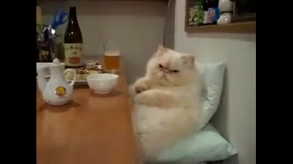 Културна Котка...