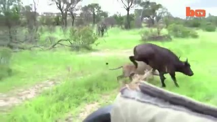 Лъвици нападат млад бивол , но са принудени да отстъпят с бяг!