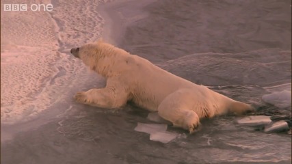 Полярна мечка ходи върху тънък лед