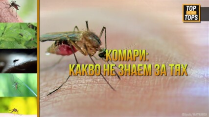 Какво не знаем за комарите