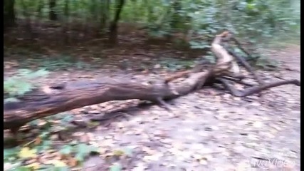 Паднали дървета из алеите в Борисова градина
