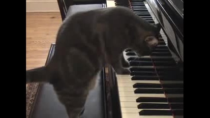 Коте свири на пиано