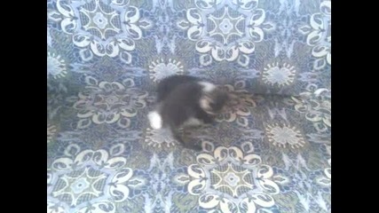 моите котенца