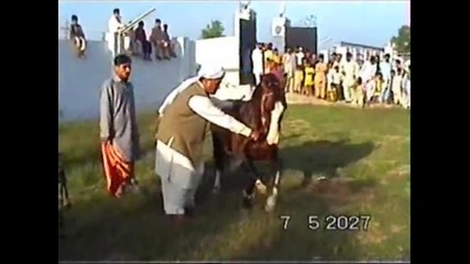 Nisar Stad, Amer Nisar Khan, Korotana Festival, Horse Dancing in Pakistan