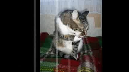 Mоето Прекрасно Коте - Пухи