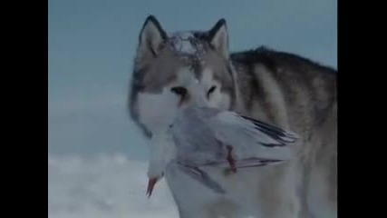 You Are Not Alone - Eight Below Clip