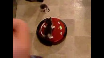 Chatons sur un roomba 