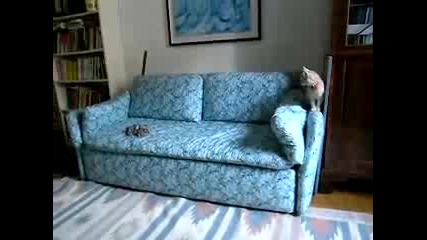 Куче И Котка 