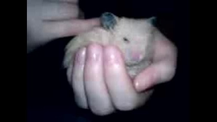 Hamstera Shushi :p