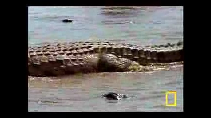 Крокодил в действие