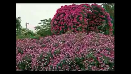 Nana Mouskouri The Rose 