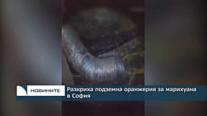 Разкриха подземна оранжерия за марихуана в София