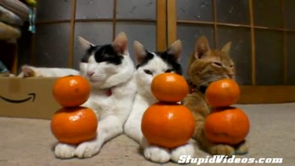Котенца с мандаринки