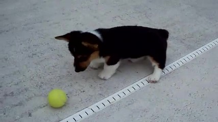 Сладур си играе с тенис топка