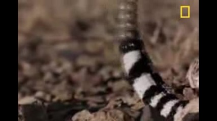 Победителят получава всичко!-rattler vs. Red-tailed Hawk