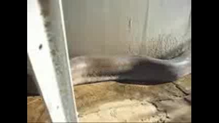 Dead Snake 