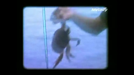 Niagara - L'amour a la plage