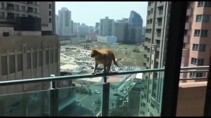 Височината не е проблем за тази котка
