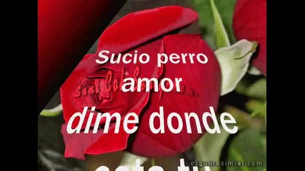 Perro amor