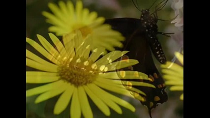 Brian Crain - Butterfly Waltz