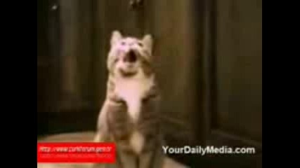 konuеџan kedi Yasenovec 