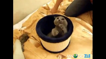Коте Мрази Да Му Духат (смях)