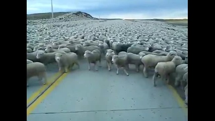 Как се преминава между хиляди овце ?!